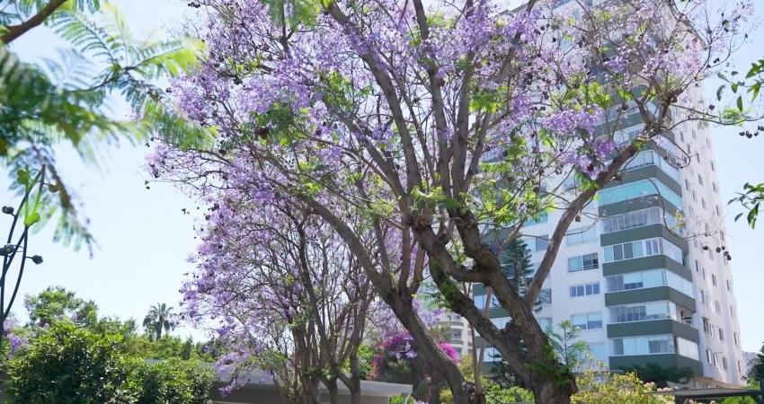 Mersin Büyükşehir Belediyesi Park ve Bahçeler Dairesi Başkanlığı, Peyzaj Master