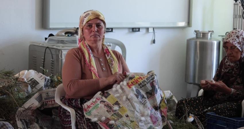 Muğla Büyükşehir Belediyesi, üreticilere yönelik destekleriyle kentte ipek böcekçiliğini yeniden