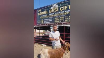 Osmaniye’de hayvancılık yapan Efe Gönül’ün keçisi görenleri hayrete düşürdü. Hayvanların