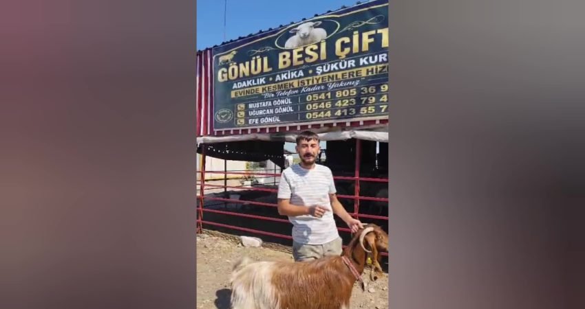 Osmaniye’de hayvancılık yapan Efe Gönül’ün keçisi görenleri hayrete düşürdü. Hayvanların