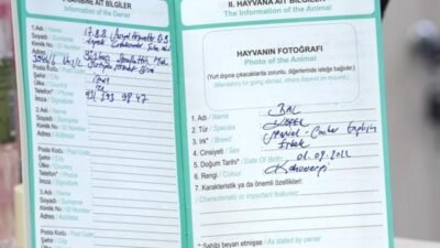 İzmir'de sokağa terk edilen ve İzmir Büyükşehir Belediyesi Yurdoğlu Engelli