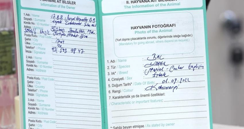 İzmir'de sokağa terk edilen ve İzmir Büyükşehir Belediyesi Yurdoğlu Engelli
