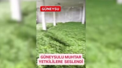 Rize’nin Güneysu ilçesinde, Çay İşletmeleri Genel Müdürlüğü’nün (ÇAYKUR) bu sezon