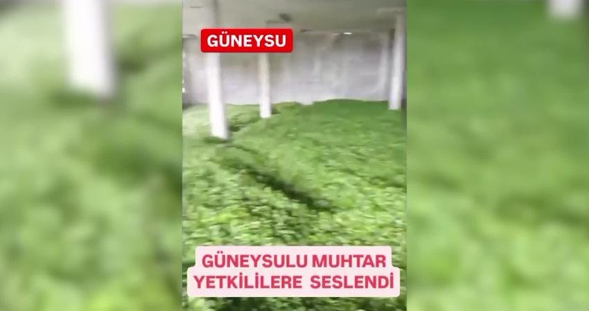 Rize’nin Güneysu ilçesinde, Çay İşletmeleri Genel Müdürlüğü’nün (ÇAYKUR) bu sezon