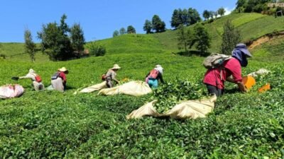 Rize’de yaş çay sezonunun başlamasıyla birlikte çay alım yerleri ve