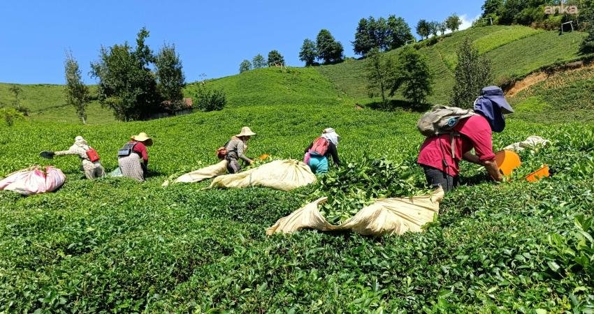 Rize Ziraat Odası Başkanı Arslan’dan üreticilere çağrı: Çay toplamaya ara verelim Rize’de yaş çay sezonunun başlamasıyla birlikte çay alım yerleri ve