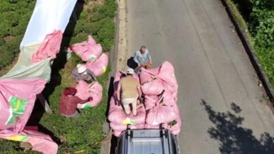 Mayıs ayında başlayan yaş çay hasat döneminin ilk günlerinden itibaren