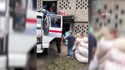 Rize’de 2026 yılı mayıs ayında başlayan birinci sürgün yaş çay