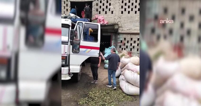 Rize’de 2026 yılı mayıs ayında başlayan birinci sürgün yaş çay