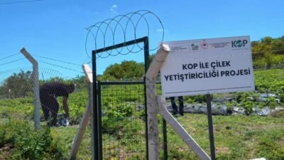 Ankara’dan Yozgat’taki köye yerleşip, organik tarıma başlayan Gül-Gökhan Akyol çifti,