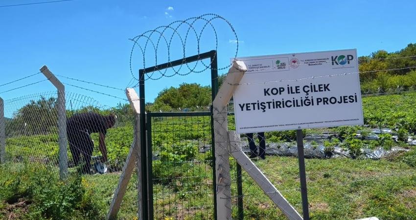 Ankara’dan Yozgat’taki köye yerleşip, organik tarıma başlayan Gül-Gökhan Akyol çifti,