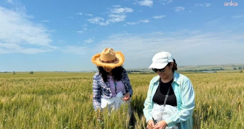 Silivri Belediyesi’ne ait tarım arazilerinde ekili buğday alanlarında, İl Tarım