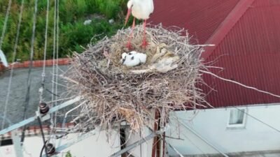 Sinop’un Çelen köyünde “Pamuk” adı verilen leylek, elektrik iletim direği
