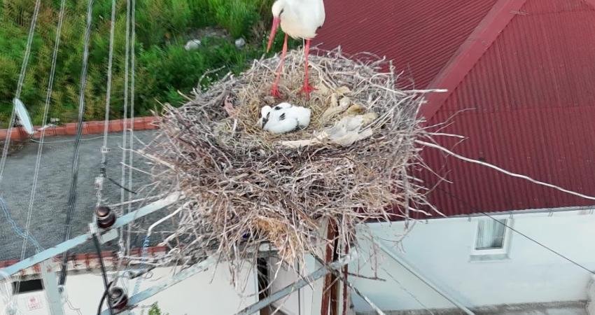 Sinop’un Çelen köyünde “Pamuk” adı verilen leylek, elektrik iletim direği