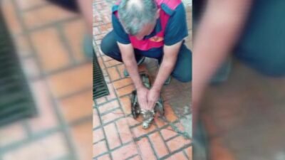 Sinop’ta gökyüzünde martıların saldırısına uğrayarak itfaiye binasının önüne düşen yaralı