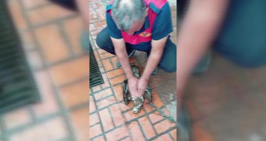 Sinop’ta gökyüzünde martıların saldırısına uğrayarak itfaiye binasının önüne düşen yaralı