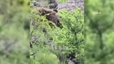 Sinop’un Boyabat ilçesinde ormanlık alanda yiyecek arayan anne ayı ve