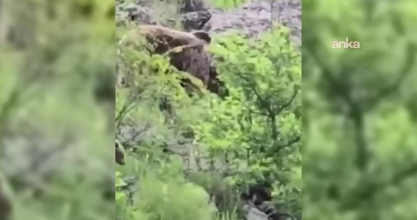 Sinop’un Boyabat ilçesinde ormanlık alanda yiyecek arayan anne ayı ve