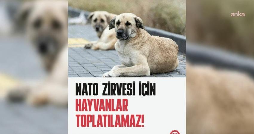 Türkiye İşçi Partisi (TİP) Hayvan Hakları Komisyonu, Ankara İl Emniyet