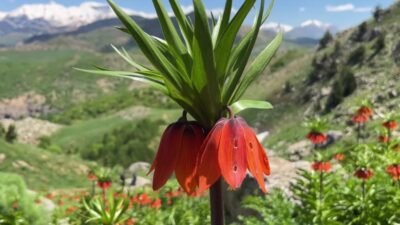 Tunceli’de bulunan ve yalnızca 20 günlük ömrü olan ters laleler,