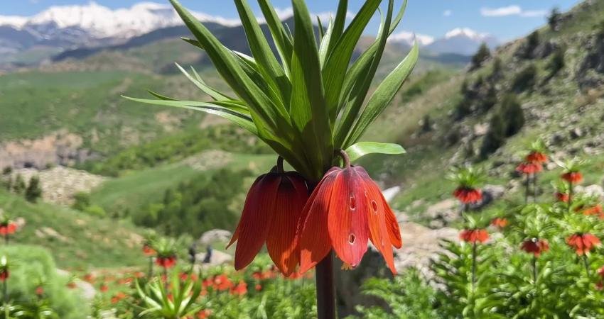 Tunceli’de bulunan ve yalnızca 20 günlük ömrü olan ters laleler,