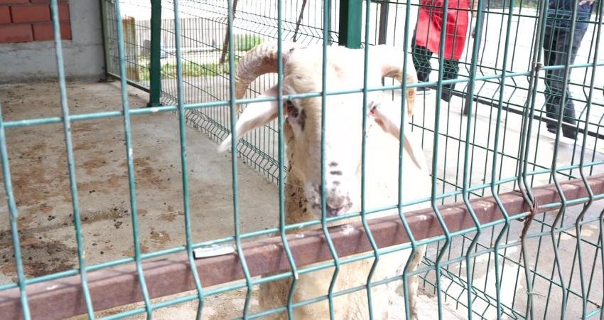 Turgutlu Belediyesi tarafından Kurban Bayramı dolayısıyla hayata geçirilen “Sizden Gelen