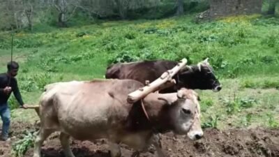 Bahçesaraylı çiftçiler, artan motorin fiyatları ve ulaşım sorunları nedeniyle üretimde