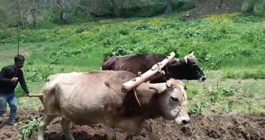 Bahçesaraylı çiftçiler, artan motorin fiyatları ve ulaşım sorunları nedeniyle üretimde