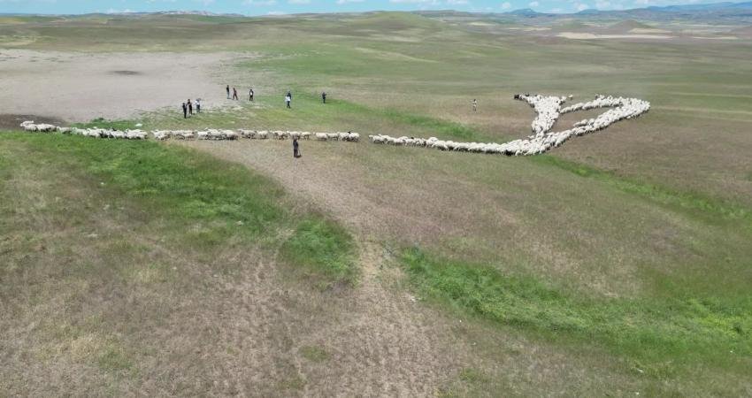 Malatya’da küçükbaş hayvan yetiştiricileri, geleneksel yayla sezonuna bu yıl aşırı