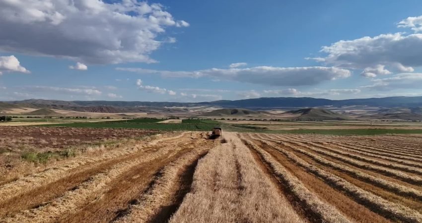 Yozgat’taki hububat üreticileri önceki yıllarda gerçekleşen üretim rekoltesi dikkate alınarak
