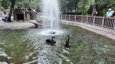 Ankara’nın simge mekanlarından Kuğulu Park’ta dünyaya gelen 4 yeni siyah