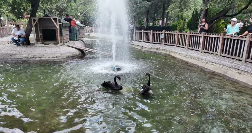 Ankara’nın simge mekanlarından Kuğulu Park’ta dünyaya gelen 4 yeni siyah