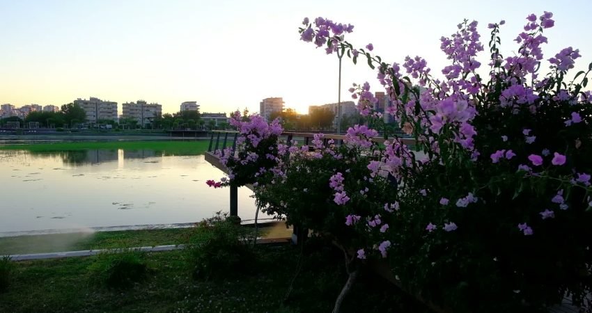 Antalya Büyükşehir Belediyesi Çevre Sağlığı Şube Müdürlüğü ekipleri, Boğaçayı ve