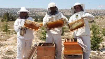 Arıcılar, Tarım ve Orman Bakanlığı Orman Genel Müdürlüğü’nün bal ormanları ve arı