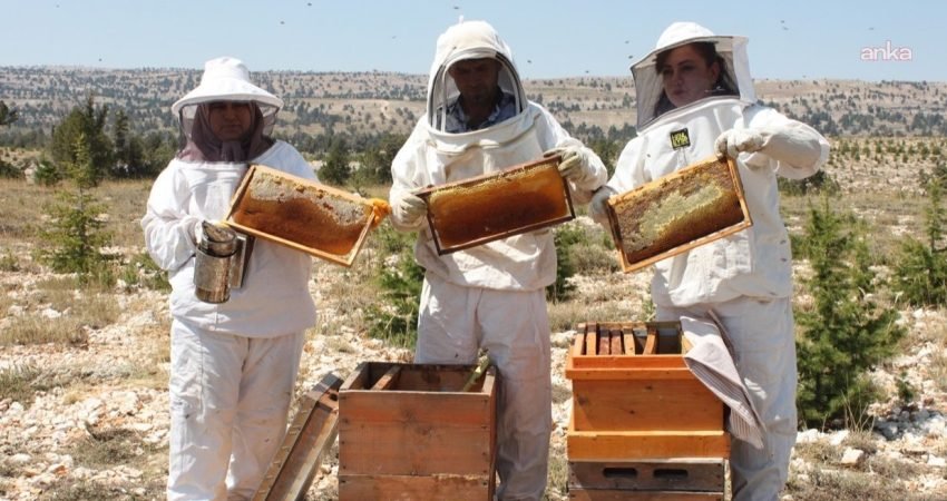 Arıcılar, Tarım ve Orman Bakanlığı Orman Genel Müdürlüğü’nün bal ormanları ve arı