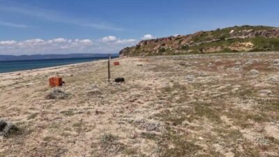 Ayvalık'ta koruma altındaki endemik kum zambakları için oluşturulan koruma kafeslerinin