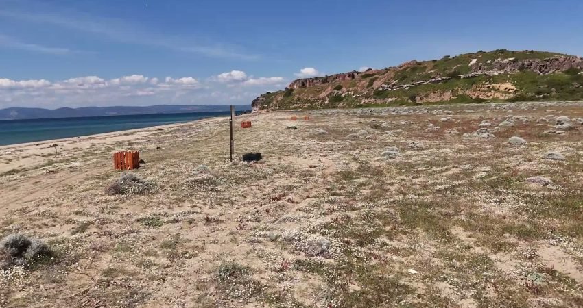 Ayvalık'ta koruma altındaki endemik kum zambakları için oluşturulan koruma kafeslerinin