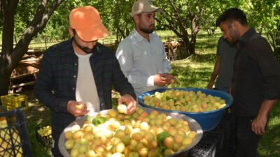 Kayısı hasadına başlayan Iğdırlı çiftçi "Bu sene soğuklardan dolayı bayağı