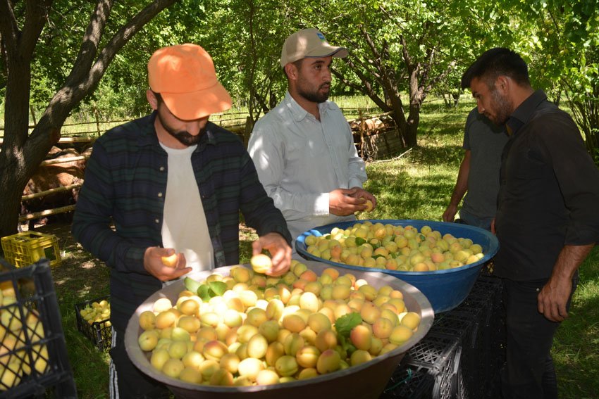 Kayısı hasadına başlayan Iğdırlı çiftçi "Bu sene soğuklardan dolayı bayağı