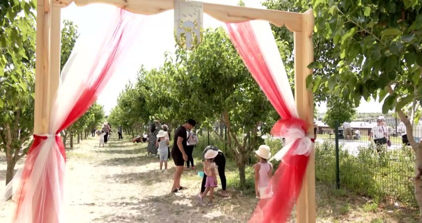 Ankara Büyükşehir Belediyesi tarafından ATA Çiftliği’nde düzenlenen Hasat Şenliği, Başkentlileri