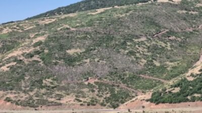 Bingöl’ün farklı ilçelerinde ihalelerin ardından sürdürülen ağaç kesimlerinin genç meşe
