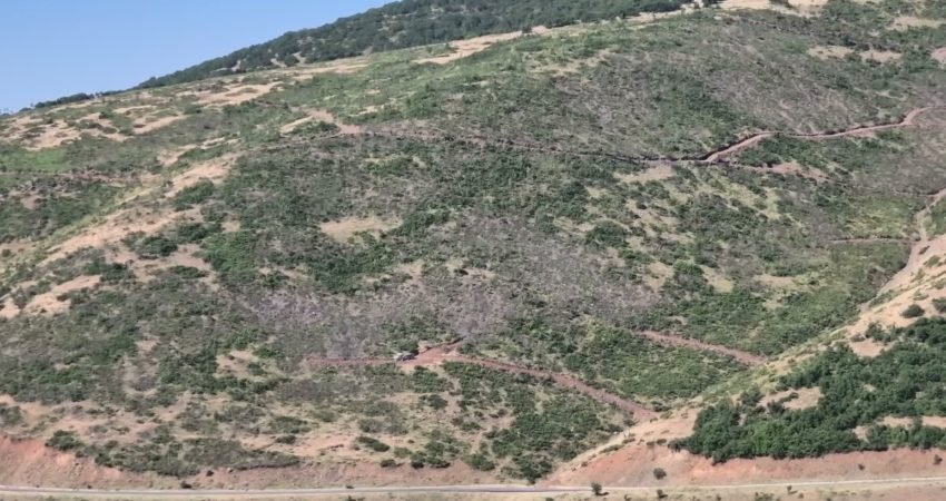 Bingöl’ün farklı ilçelerinde ihalelerin ardından sürdürülen ağaç kesimlerinin genç meşe