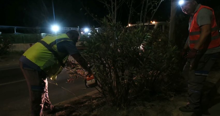 Bodrum Belediyesi Park ve Bahçeler Müdürlüğü ekipleri, orta refüjlerde planlanan budama,