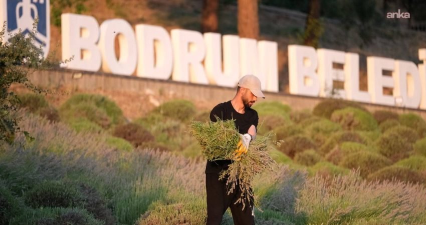 Bodrum Belediyesi tarafından gençleri tarım, üretim ve sürdürülebilir yaşamla buluşturmak