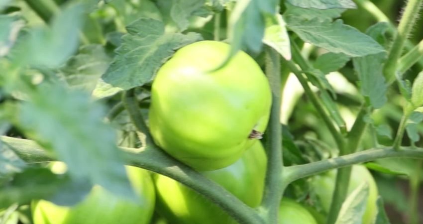 Bodrum Belediyesi'nin kendi üretim merkezinde yetiştirerek üreticilere dağıttığı 350 bin
