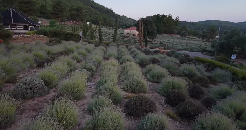 Bodrum Belediyesi tarafından düzenlenen Gençlik Tarım Kampı'nın ikinci dönemine katılan