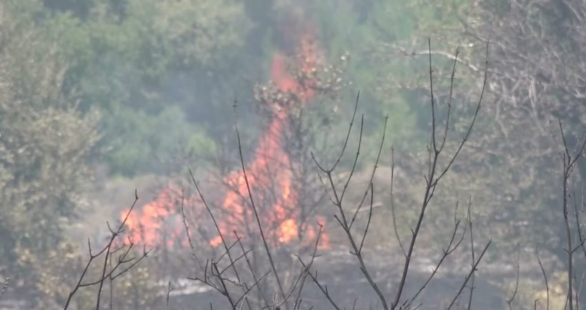 Bornova'nın simge doğal alanlarından Homeros Vadisi çevresindeki ormanlık alanda çıkan