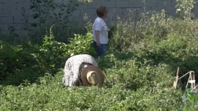 Bornova Belediyesi'nin Kent Bostanları projesiyle atıl alanlar üretime kazandırılırken, kadınlar