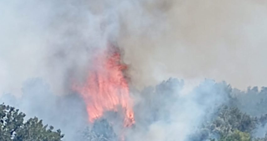 Balıkesir’in Burhaniye ilçesinde çıkan anız yangını, itfaiye ve Orman Genel