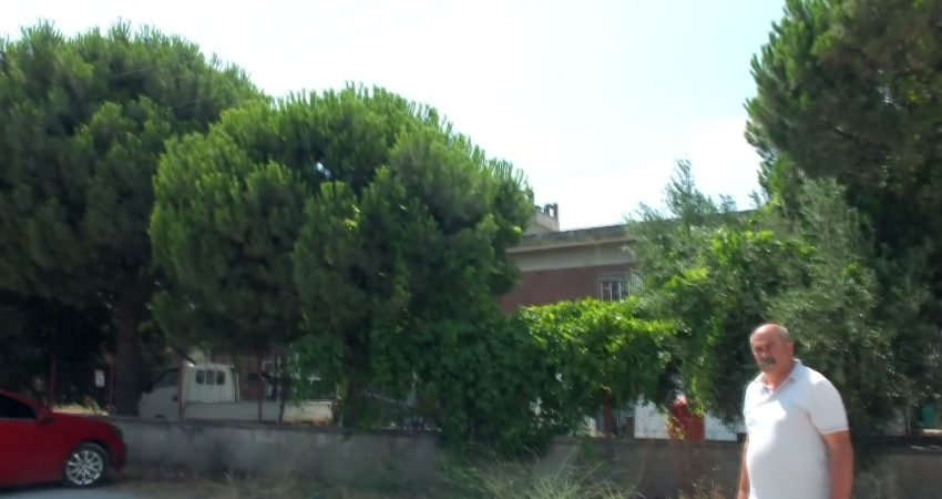 Balıkesir’in Burhaniye ilçesinde Murat Narin, işletmesinin çevresindeki ağaçların kesilmesine karşı